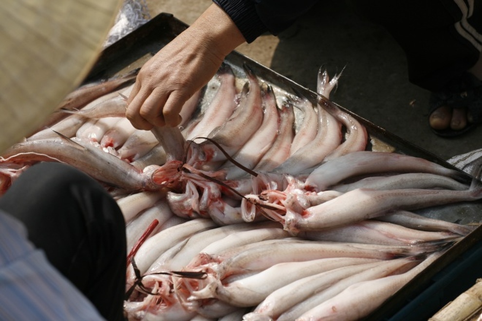 Món cá nhà nghèo ăn mềm như cháo thành đặc sản giá vài trăm nghìn/kg - 2