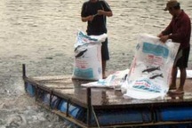 “Cò cá” bắt tay thương lái Trung Quốc lùng sục mua cá tra non