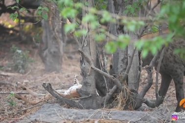 Linh cẩu tham lam "cả gan" cướp miếng mồi của trăn dữ và cái kết