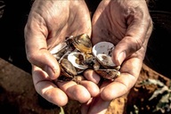 Thời xưa dùng vỏ sò thay tiền, vì sao người nghèo không đi nhặt làm giàu?