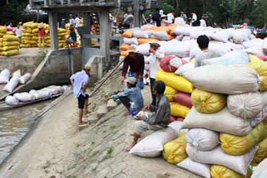 Giá lúa giảm, thương lái “neo ghe” chờ cứu giá