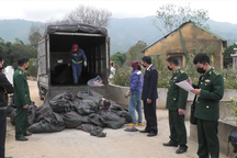 Tiêu hủy hơn 1,5 tấn tai lợn không rõ nguồn gốc ở Lào Cai