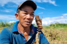 Kỹ nghệ bắt dế bằng... lò xo, kiếm 500.000 đồng mỗi ngày