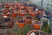 Sốc: Mất trộm giàn phong lan đột biến hơn 4 tỷ đồng, ông chủ đi cấp cứu