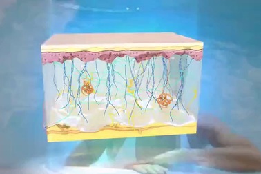 Sâm Angela Gold - Cấu trúc nền của da, yếu tố quyết định vẻ đẹp làn da