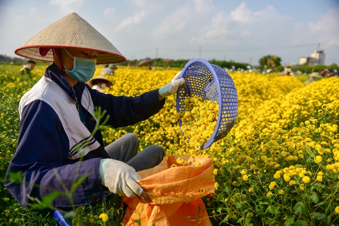 Ngắm cánh đồng cúc tiến vua vàng ruộm mộng mơ tại Nghĩa Trai, Hưng Yên - 18 Ngắm cánh đồng cúc tiến vua vàng ruộm mộng mơ tại Nghĩa Trai, Hưng Yên - 18