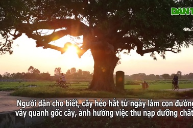 Cây muỗm 600 tuổi suýt chết vì đường bê tông