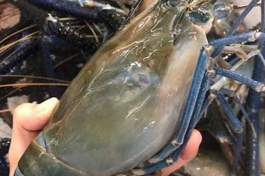 Tôm càng xanh "siêu to khổng lồ" chỉ 350.000 đồng/kg, khách gọi "cháy máy" đặt mua