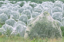 Mắc màn cho cam kiếm tiền tỷ mỗi năm