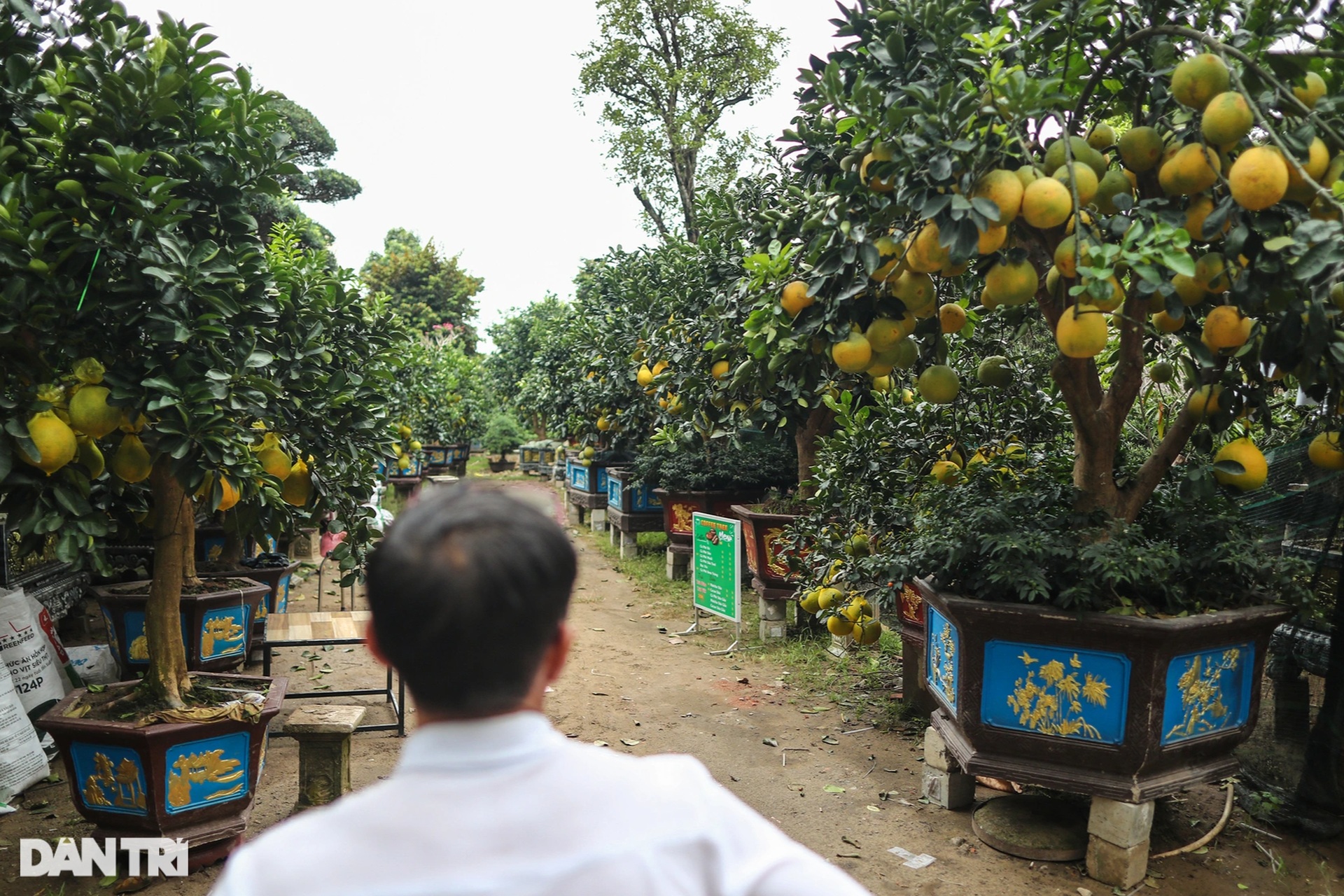 Bưởi Diễn chưng Tết giá 100 triệu bày bán sớm ở TPHCM - 7 Bưởi Diễn chưng Tết giá 100 triệu bày bán sớm ở TPHCM - 7