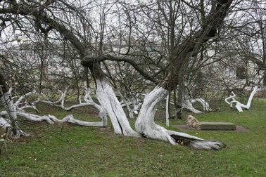 Cây táo 220 tuổi kỳ lạ ở Ukraina