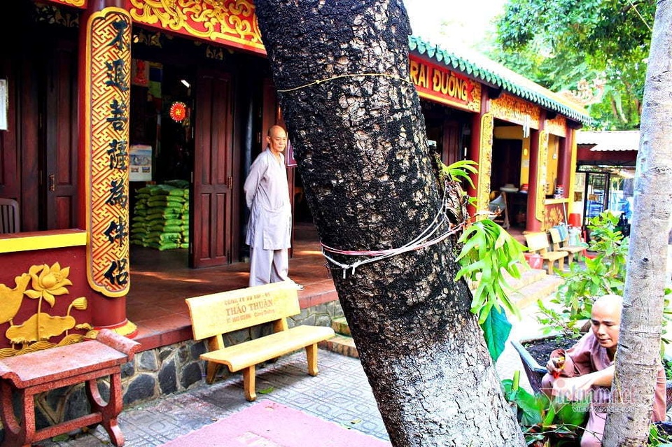 Cây bạch mai trăm tuổi từ linh khí sinh ra, quý hiếm bậc nhất Sài Gòn - 8 Cây bạch mai trăm tuổi từ linh khí sinh ra, quý hiếm bậc nhất Sài Gòn - 8