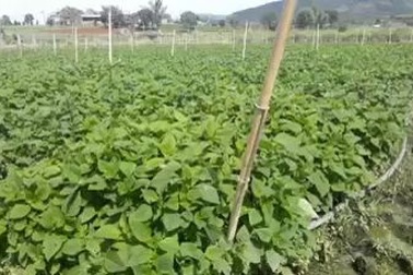 Vườn rau thơm cho thu nhập trăm triệu mỗi tháng của vợ chồng anh Minh