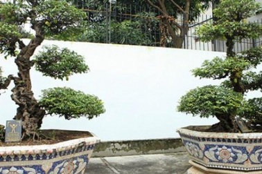 Ngắm cặp khế “vợ chồng” hơn 400 năm tuổi được cho là của vua Gia Long