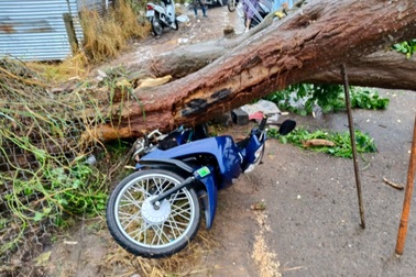 Cây gỗ lớn đổ xuống đường, đè bẹp xe máy