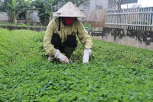 Nghệ An: Trồng rau má thu trăm triệu đồng