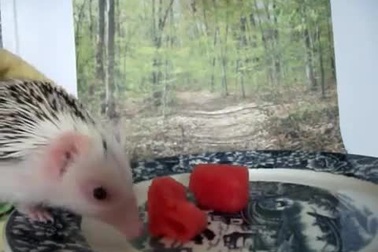 Khoảnh khắc ngộ nghĩnh nhím ăn dưa hấu