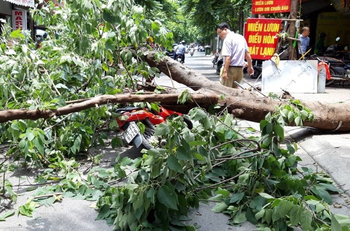 Một cây lớn đổ ngang đường do mưa lớn.