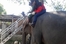 Đắk Lắk gắn chíp điện tử cho 45 con voi nhà