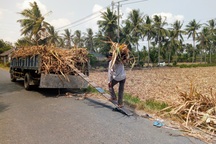 Thảm cảnh người trồng mía: Đầu tư 7 triệu, bán được… 3 triệu