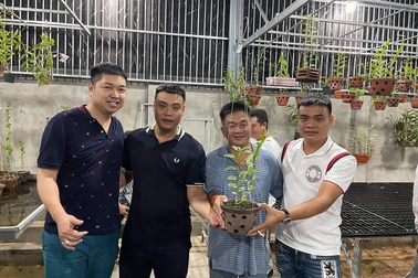 Nghệ nhân chia sẻ cách phòng bệnh héo rễ thường gặp ở hoa lan