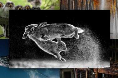 "Cuộc chiến của thỏ" đạt giải cao nhất tại Cuộc thi nhiếp ảnh thế giới