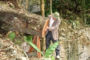 Tàn phá rừng nghiến giữa Vườn Quốc gia Ba Bể