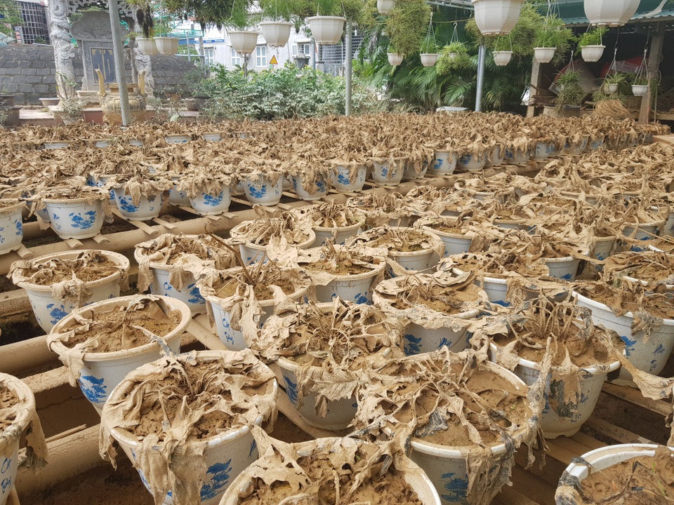 Quảng Trị: Người trồng hoa trắng tay sau mưa lũ! - 5 Quảng Trị: Người trồng hoa trắng tay sau mưa lũ! - 5