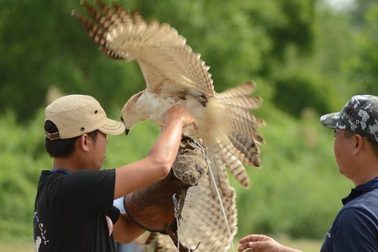 Khi "thú cưng" là chim săn mồi: Nghề chơi cũng lắm công phu
