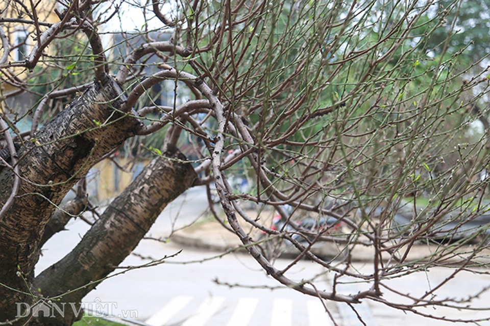 Hà Nội xuất hiện gốc đào khủng có giá cho thuê 100 triệu đồng dịp Tết - 4 Hà Nội xuất hiện gốc đào khủng có giá cho thuê 100 triệu đồng dịp Tết - 4