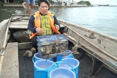 Người phóng sinh, người "canh me" bắt lại