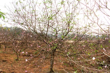 Tết, ở hay về...