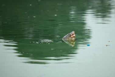 Xác cụ Rùa Hồ Gươm sẽ được bảo quản lâu dài