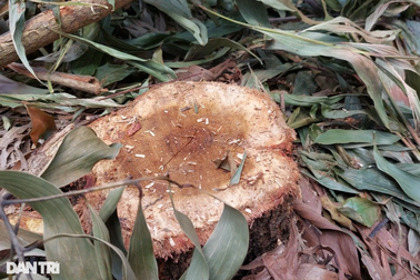 Kết luận thanh tra vụ chặt phá rừng gần 10 năm trước