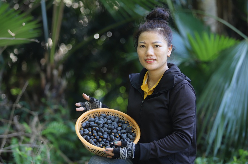Hà Tĩnh: Thu hàng chục triệu đồng mỗi mùa quả trám chín - 3 Hà Tĩnh: Thu hàng chục triệu đồng mỗi mùa quả trám chín - 3