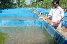 Cử nhân nuôi cá kiểng