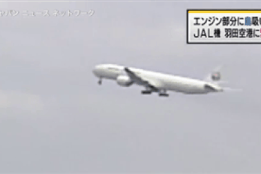 Máy bay Nhật Bản hạ cánh khẩn cấp vì nghi chim bay vào động cơ