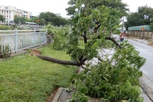 Đà Nẵng: Nhiều cây xanh bật gốc, người dân ra cửa biển bắt cá sau bão