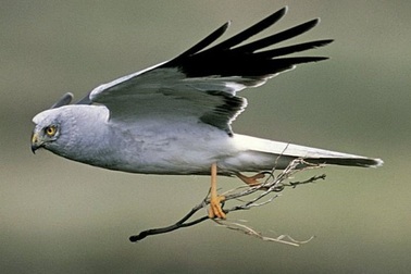 Sự biến mất bí ẩn của cá thể chim quý hiếm