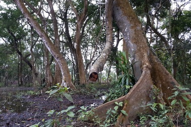 Cận cảnh “rừng” si cổ độc đáo được lưu giữ trong ngôi đền linh thiêng