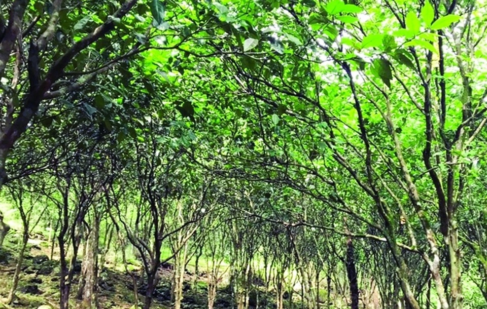 Người Mường ở Bá Thước kiếm hàng chục triệu mỗi năm nhờ cây quýt hôi - 1 Người Mường ở Bá Thước kiếm hàng chục triệu mỗi năm nhờ cây quýt hôi - 1