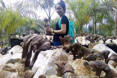 Đổ xô săn lùng bonsai linh chi 5 triệu đồng/chậu làm quà biếu Tết