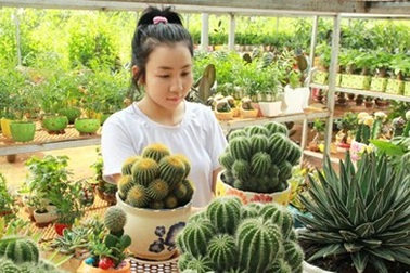 9x thu tiền tỷ từ cây cảnh mini