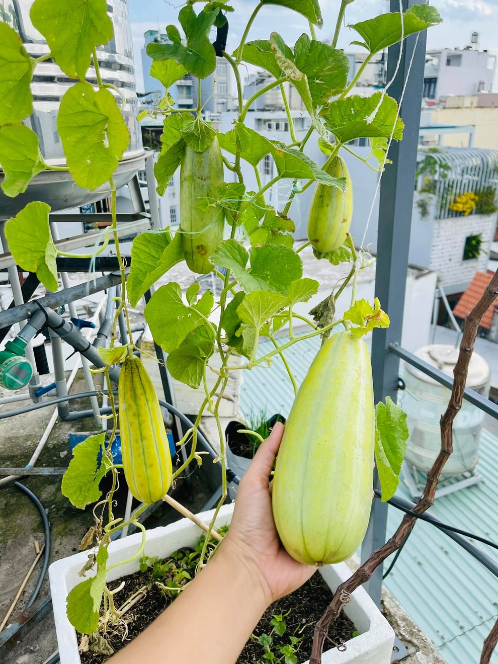 Vợ chồng tại TPHCM biến nóc nhà thành siêu thị nông sản ngập rau trái - 7