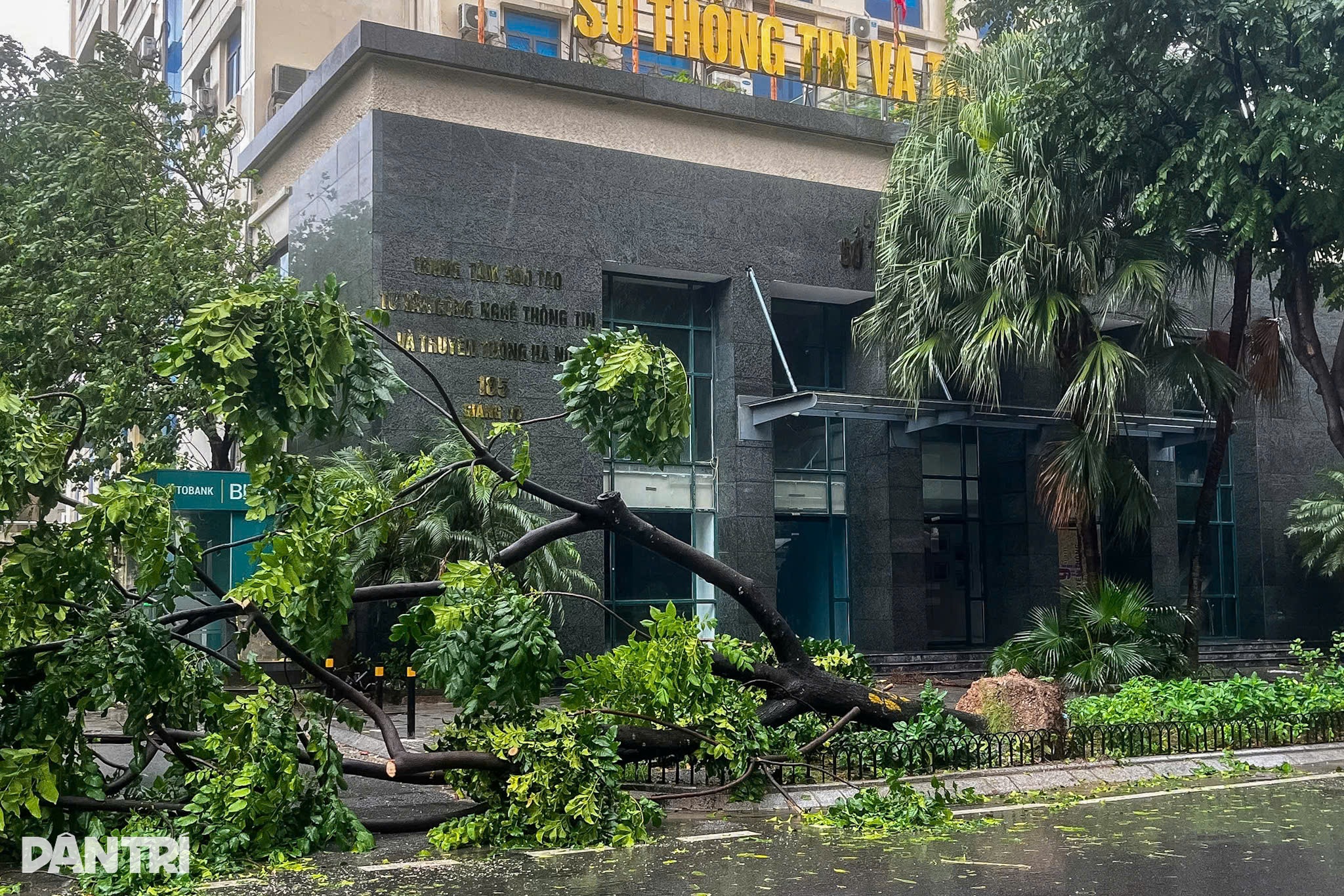 View - Hà Nội: Gió mạnh "quật ngã" người đi đường, cây xanh bật gốc đổ la liệt | Báo Dân trí