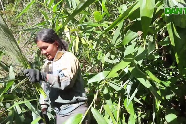 Người dân nhọc nhằn "băng rừng" đi hái đót