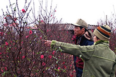 Đào Tết đã nở đúng “hẹn”