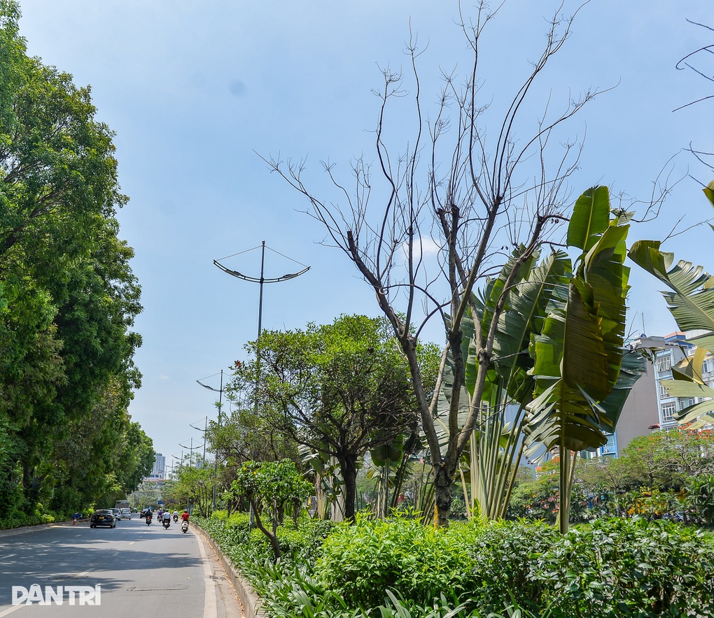 Hàng loạt cây có dấu hiệu chết khô, trụi lá ở Hà Nội - 2 Hàng loạt cây có dấu hiệu chết khô, trụi lá ở Hà Nội - 2