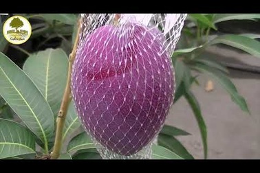 Xoài đắt nhất thế giới