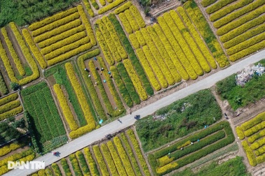 Cánh đồng cúc tiến vua trải thảm vàng trong nắng đẹp rực rỡ ở Hưng Yên